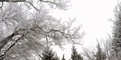 Trees in Winter (Adults 18+)