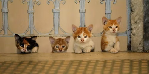 Nemzetk\u00f6zi macskanap: Kedi - Isztambul macsk\u00e1i