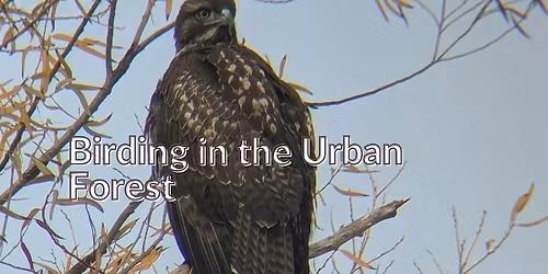 Birding in the Urban Forest