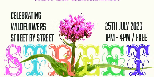 Street Life:  Celebrating the wildflowers on our streets