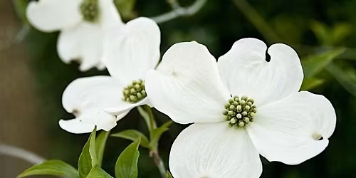 Dogwood Men's Retreat