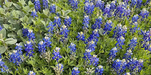 Keep Austin Beautiful Day Volunteering Opportunity