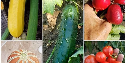 SAN DIEGO: Summer Vegetable Gardening with Kathleen