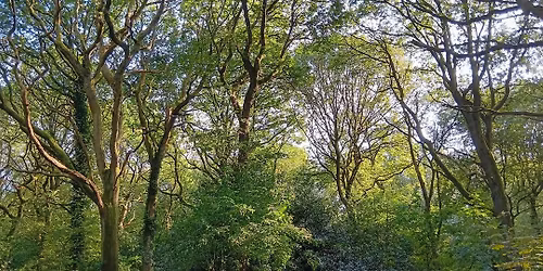 Forest Bathing at Clowes Wood