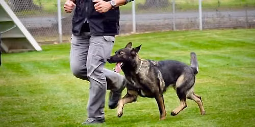 Team True Haus WDA Obedience Trial