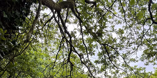 \ud83e\udd7e Guidet vandretur ved Ole H\u00f8jgaard Kristensen \ud83c\udf3f