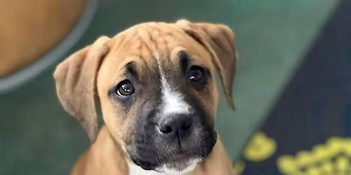 Rescue Puppy Yoga - Pet Wants Olde Town Arvada