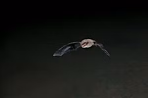 Bats for beginners Talk, Night Walk and Poetry - Sutton Courtenay, Wednesday 9 September
