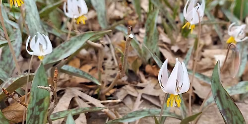 Trailblazers: Blue Star Memorial Woods walk