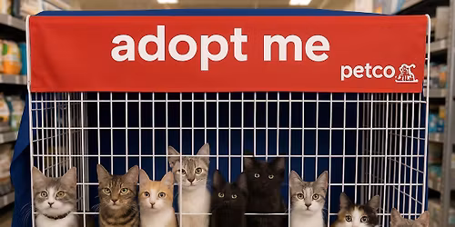 Cat Adoption Day at Petco Patchogue