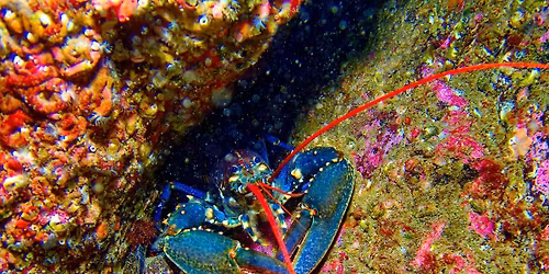 St. Dive tripAbbs