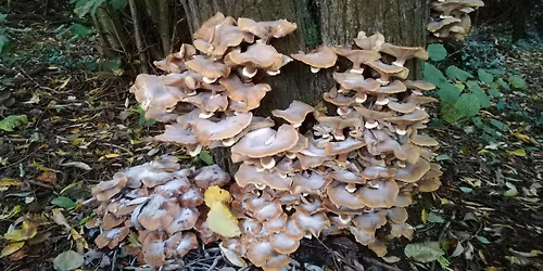 Autumn afternoon fungi walk in Cannon Hill Park