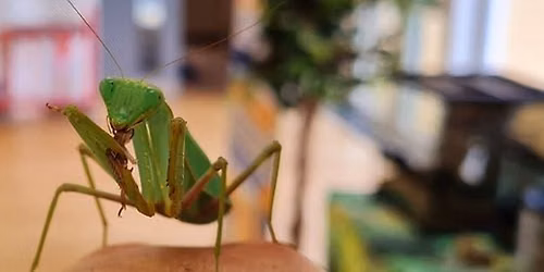 Pet Encounter - Mini Beasts at The Beacon Museum