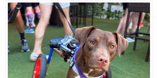 Pawfect Community Outreach 