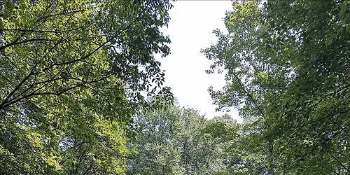 Seasonal Mindfulness Walks