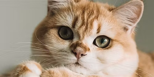 Paws to Read- Read to a Cat in December