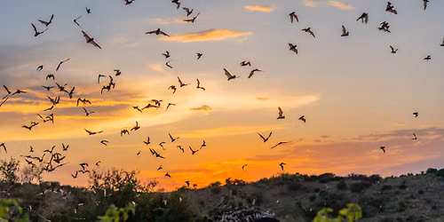 Ohh bats!!! M\u00e9la is doing it again! ASL Friendly Wildlife Viewing Social. 