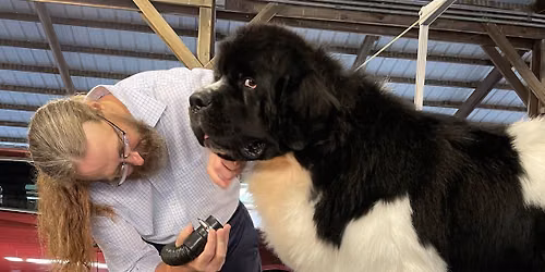 Grooming Workshop: Learn to Groom Your Newfoundland for Competition