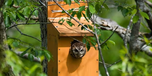 FreeSkool: KatBirding 101