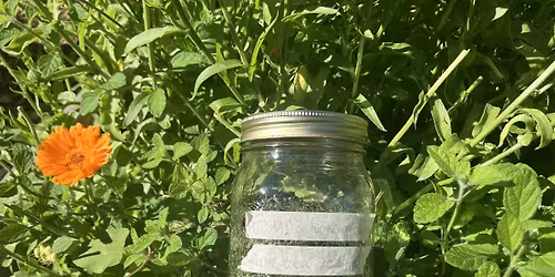 Garden Remedies Series:  Teas and Decoctions