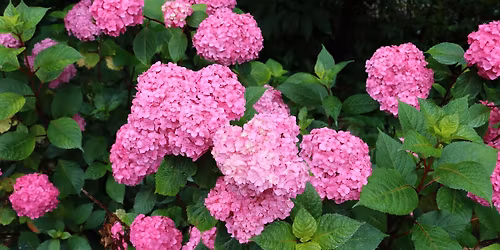 Mid-South Hydrangea Society 22nd Annual Speaker Event