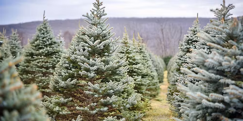 Christmas Mini Sessions 