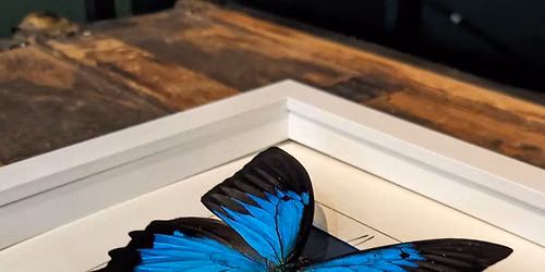Butterfly Pinning Workshop: Great Blue Emperor