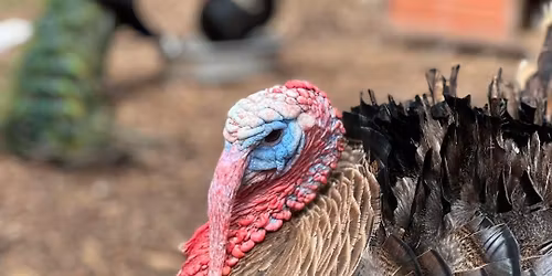 Thanksgiving special