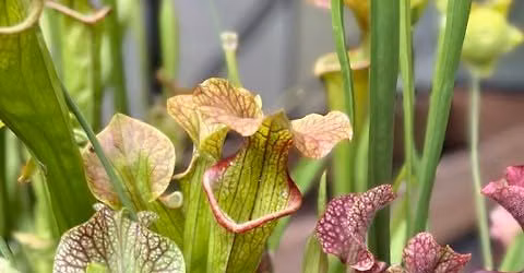How to Grow Carnivorous Plants