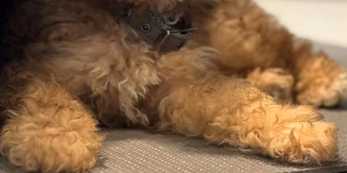 Yorkiepoo, Dachshund & Cockapoo Puppy Therapy Nottingham