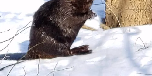 The Beaver: Nature's Lumberjack