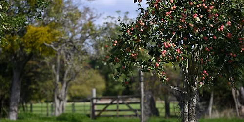 Orchards for Wildlife