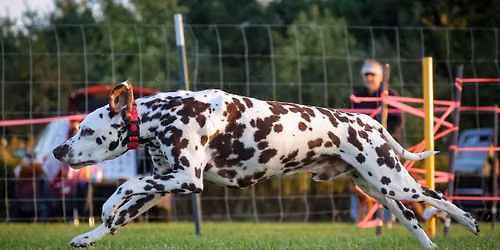 Medina Kennel Club and Western Reserve Dalmatian Club FAST CATS