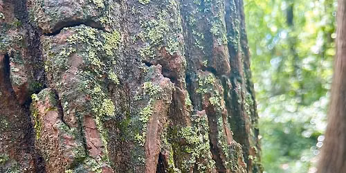 Forest Bathing & Tai Chi