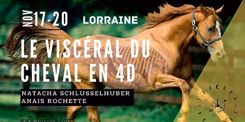  Visc\u00e9ral 4D cheval LORRAINE 