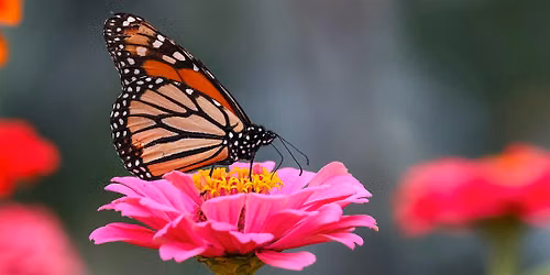 Butterfly Kisses Educational Outreach