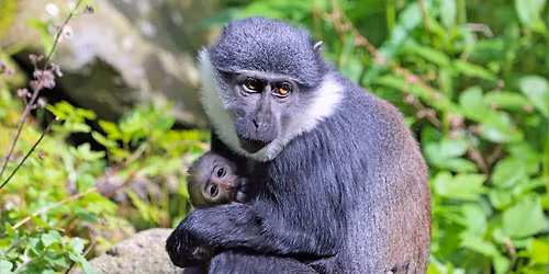 Zoofari Tours: Zooper Mums