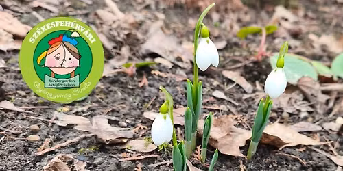 Ny\u00edlt nap a Sz\u00e9kesfeh\u00e9rv\u00e1ri Gy\u00f6ngyvir\u00e1g \u00d3vod\u00e1ban 2.