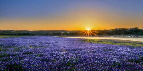 Texas Bluebonnets Photo Workshop