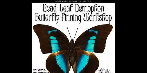Dead-Leaf Demophon Butterfly Pinning Workshop