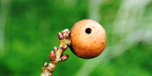 Tree Gall Walk