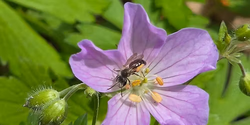 INPS Native Plant Swap
