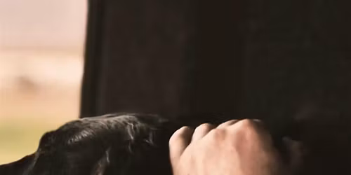 EMBODIED PULSE - Canine Edition