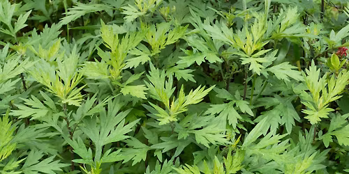 FOPOS Foraging Invasives as Stewardship: Mugwort \/\/ Saturday, June 6th