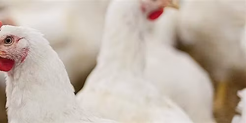 Pullorum Blood-Tester Training (May)