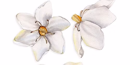 Gardenia in Watercolor with Jessica Lily
