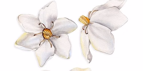 Gardenia in Watercolor with Jessica Lily
