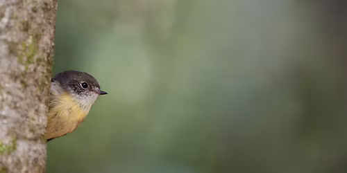 Predator Free Dunedin Annual Meeting