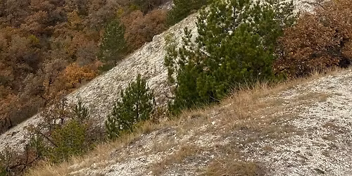 A f\u00e1k titkos \u00e9lete 