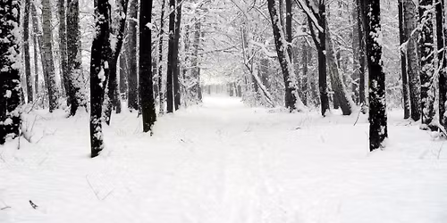 Reverie Baroque - Winter Dreams